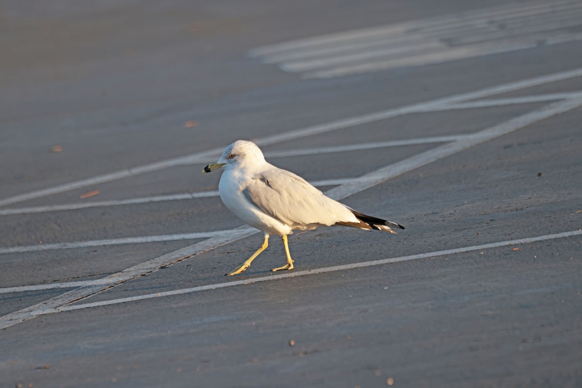 Ring-billed Gull - ML630292813