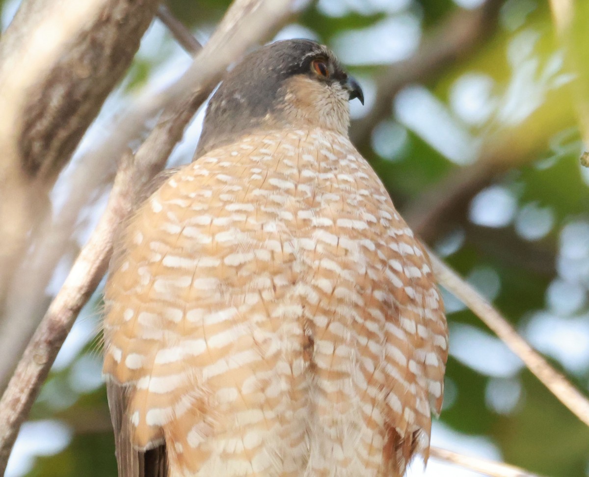 Sharp-shinned Hawk - ML630292830