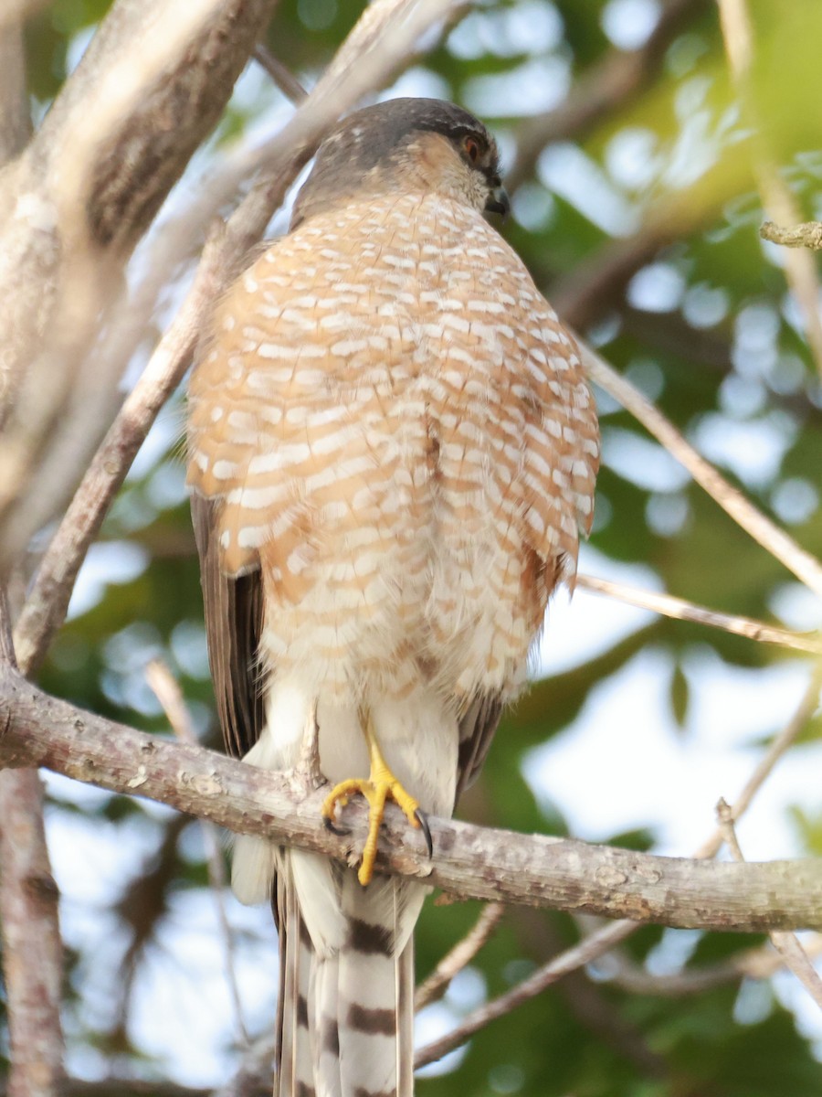 Sharp-shinned Hawk - ML630292831