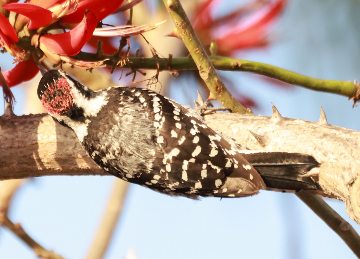 Nuttall's Woodpecker - ML630292854