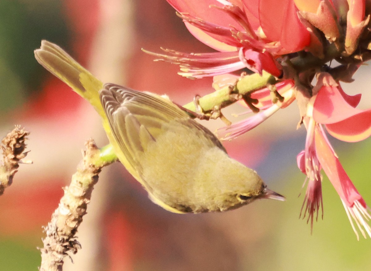 Orange-crowned Warbler - ML630292886