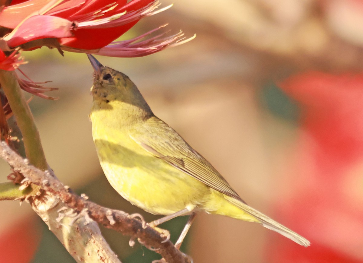 Orange-crowned Warbler - ML630292887