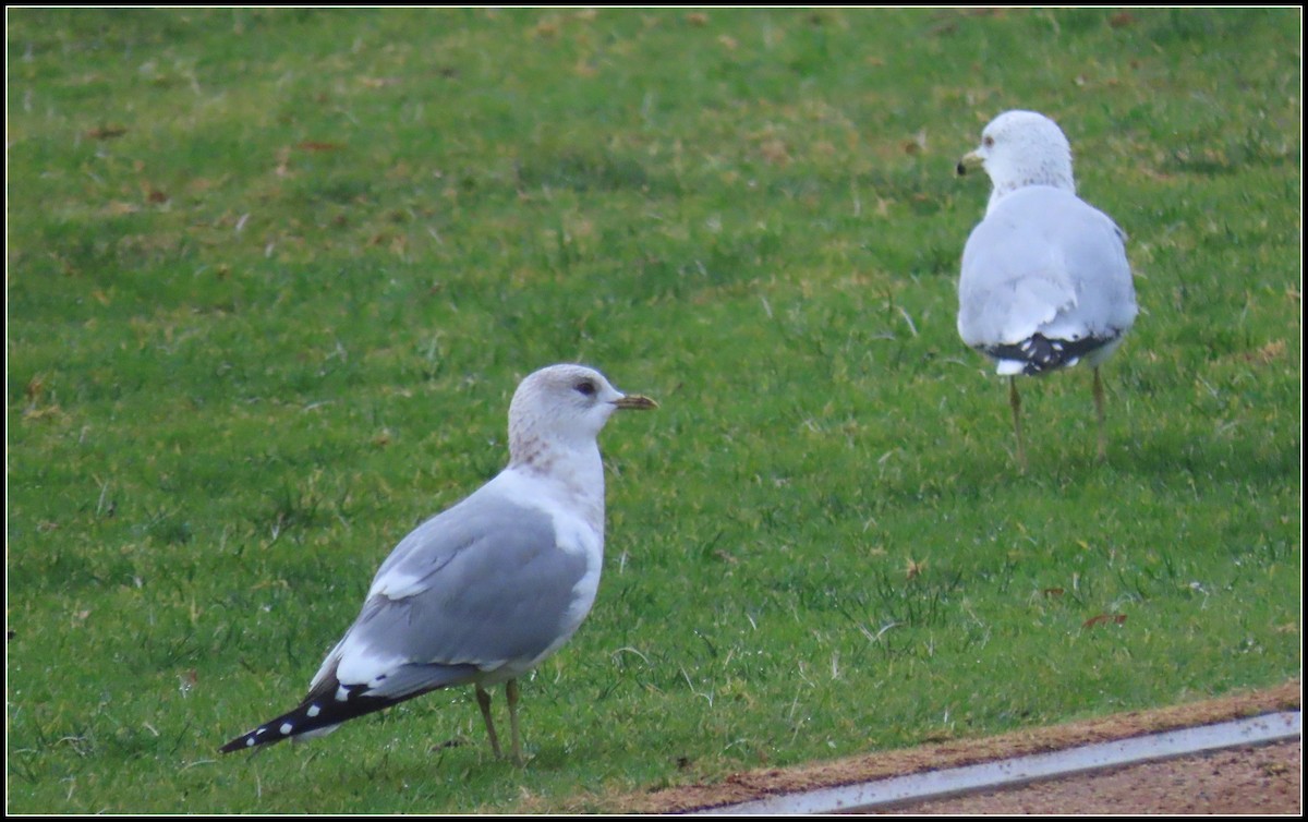 Short-billed Gull - ML630292901