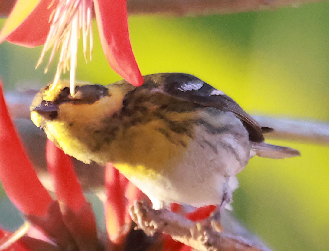 Townsend's Warbler - ML630292980
