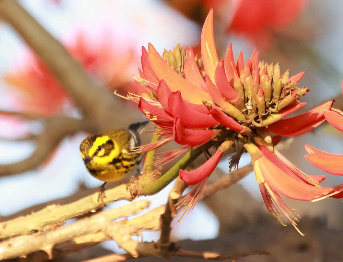 Townsend's Warbler - ML630292981
