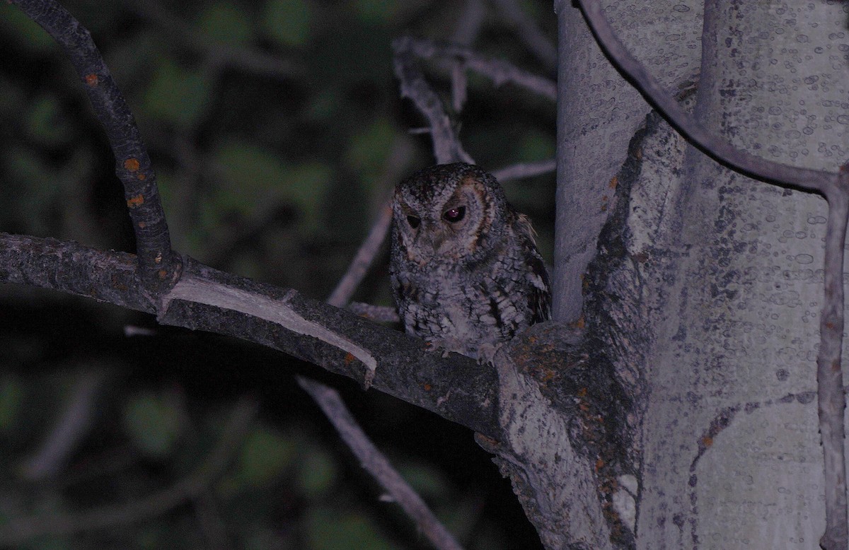 Flammulated Owl - ML630292983