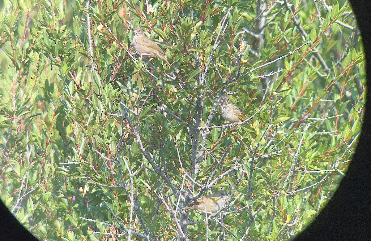Green-tailed Towhee - ML630293073