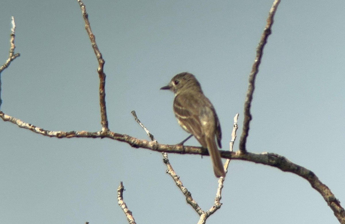 Dusky Flycatcher - ML630293083