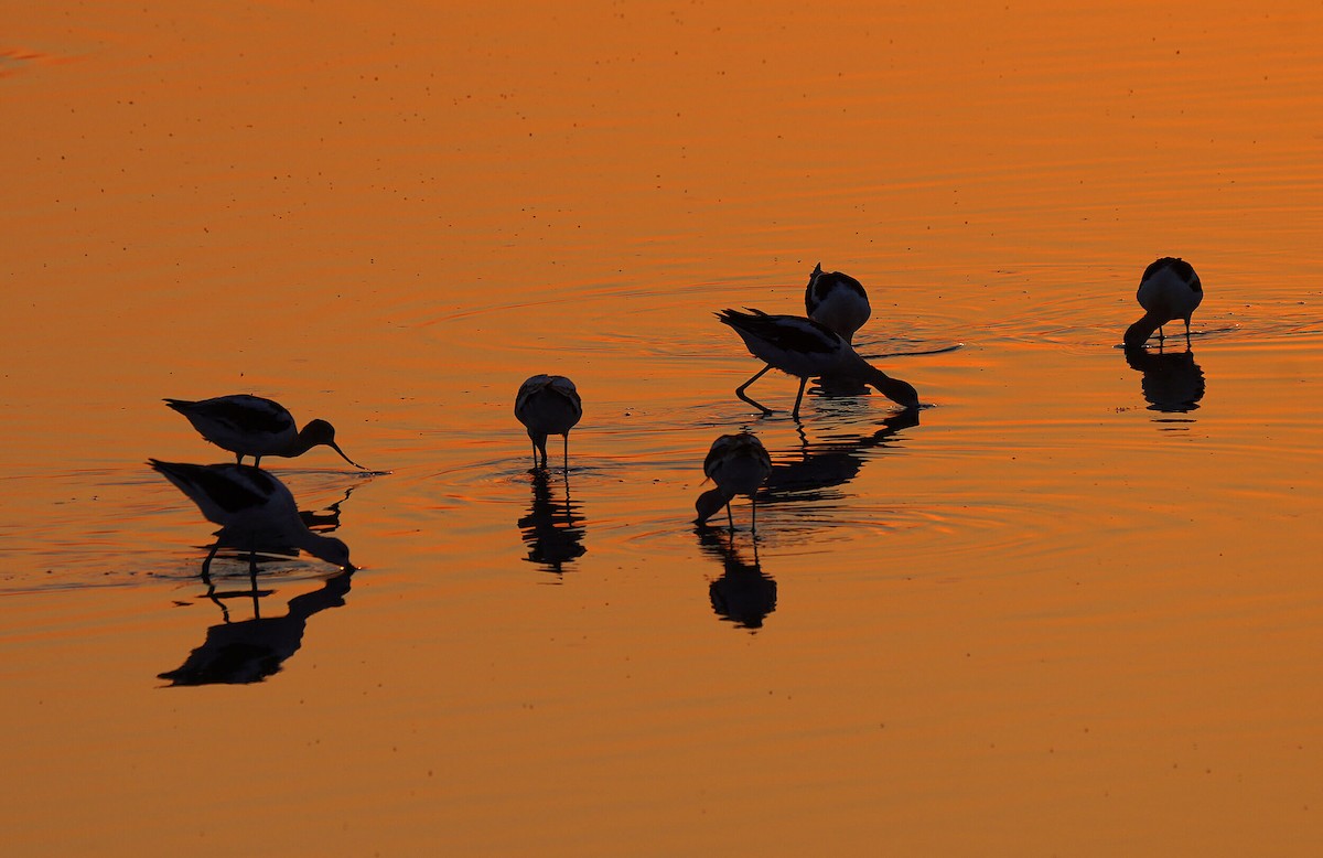 American Avocet - ML630293133