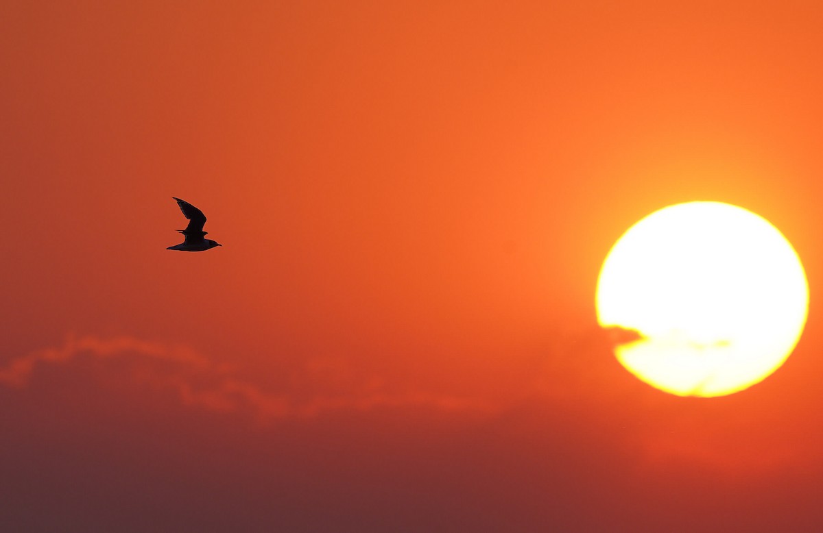 Franklin's Gull - ML630293150