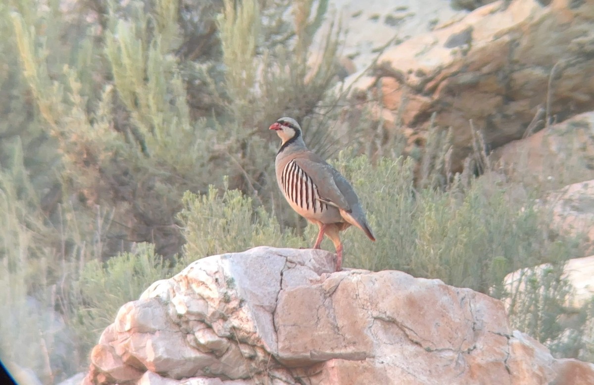 Chukar - ML630293231