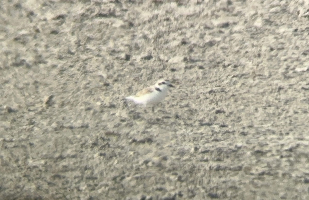 Snowy Plover - ML630293288