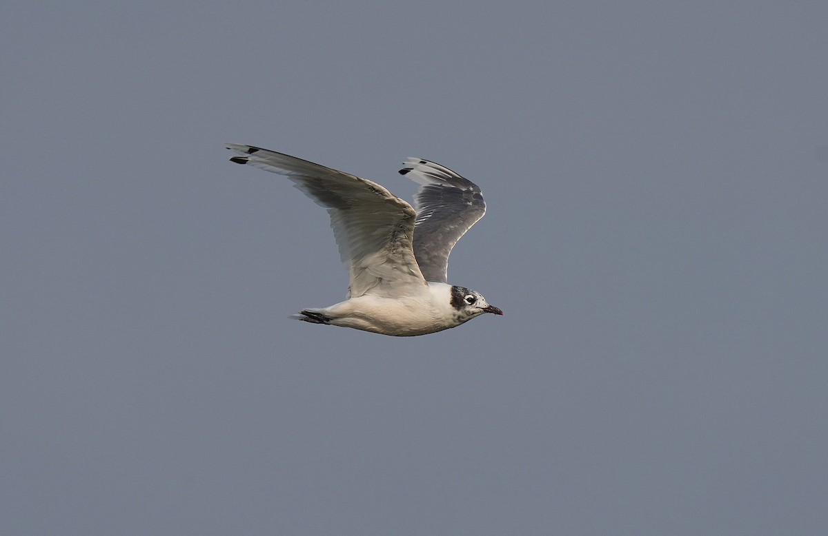 Franklin's Gull - ML630293291