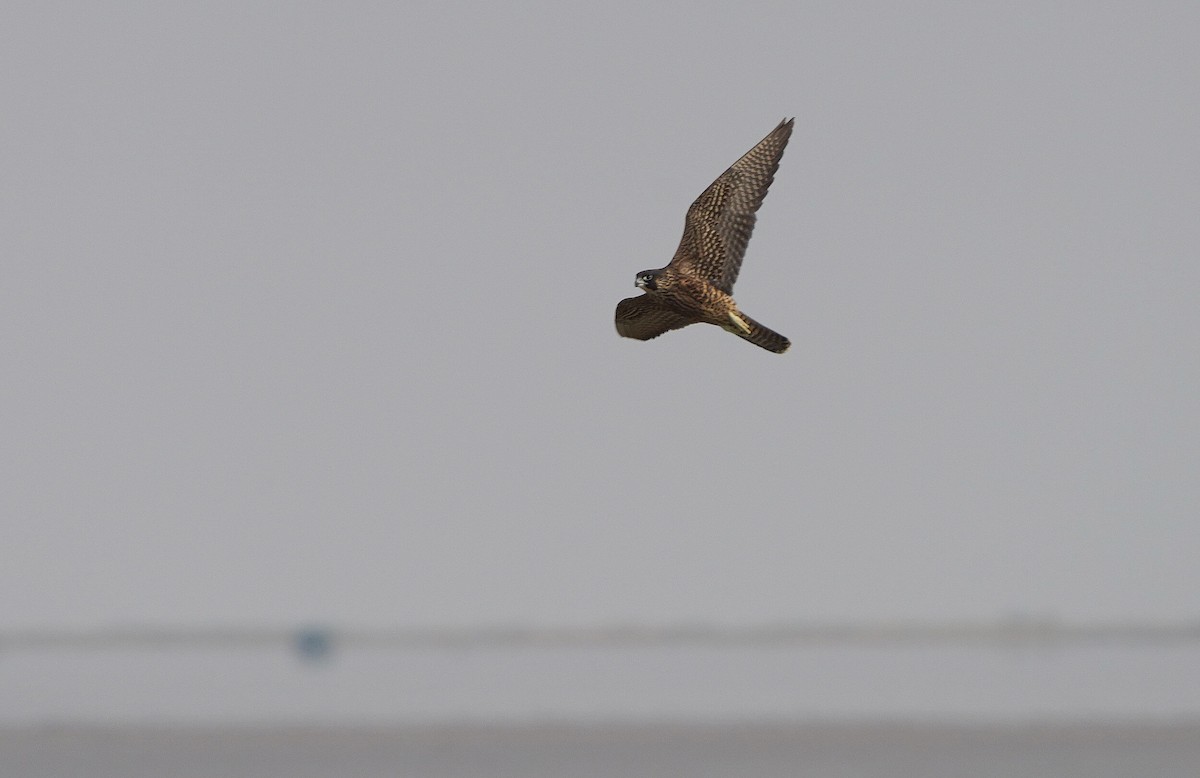 Peregrine Falcon - ML630293300