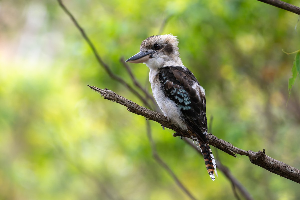 Laughing Kookaburra - ML630293550