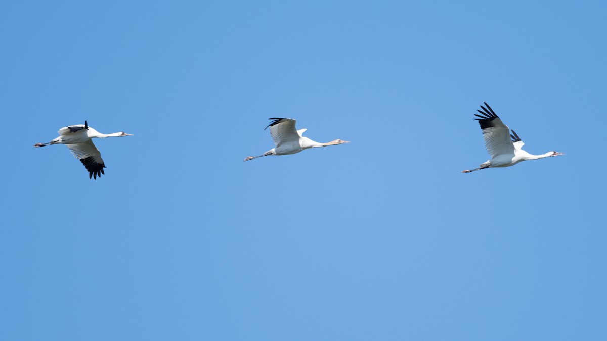 Whooping Crane - ML630293705