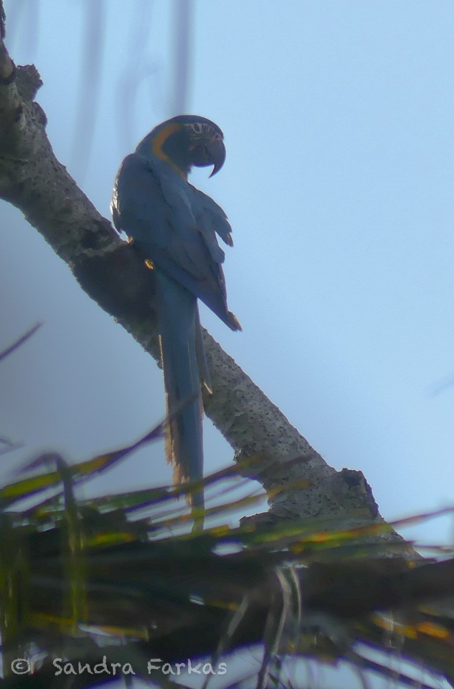 Blue-throated Macaw - ML630293709
