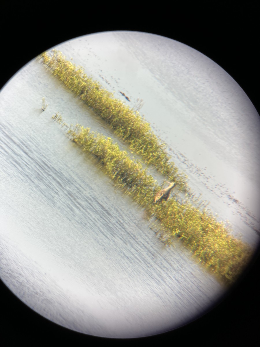 Rostbrachvogel - ML630293901