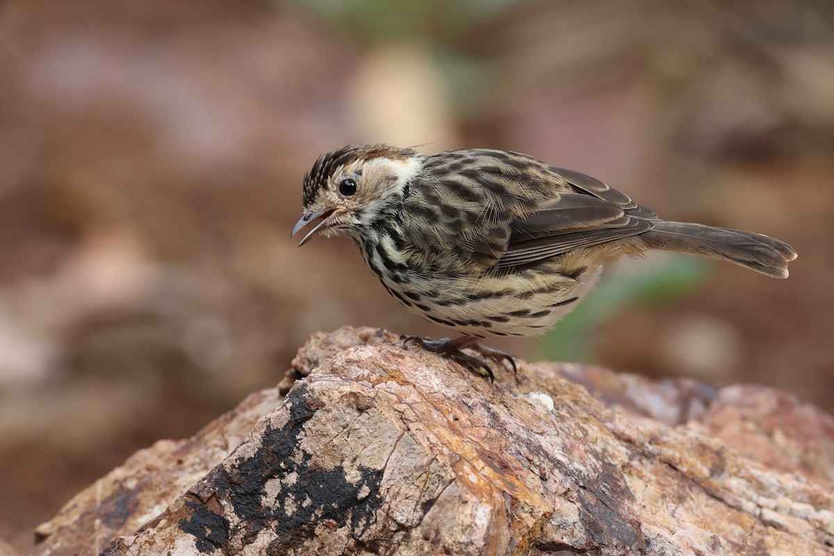 Speckled Warbler - ML630293938