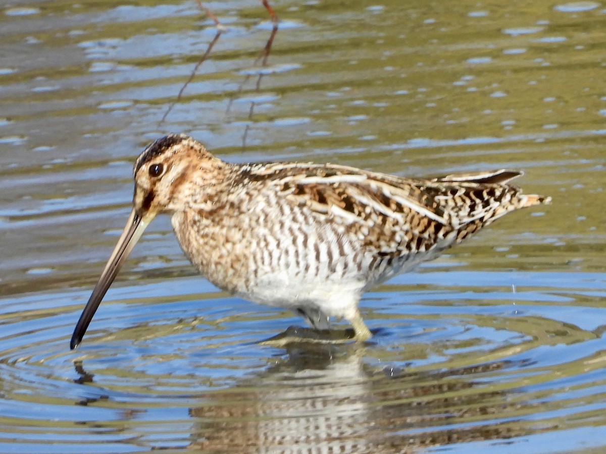 Wilson's Snipe - ML630293942