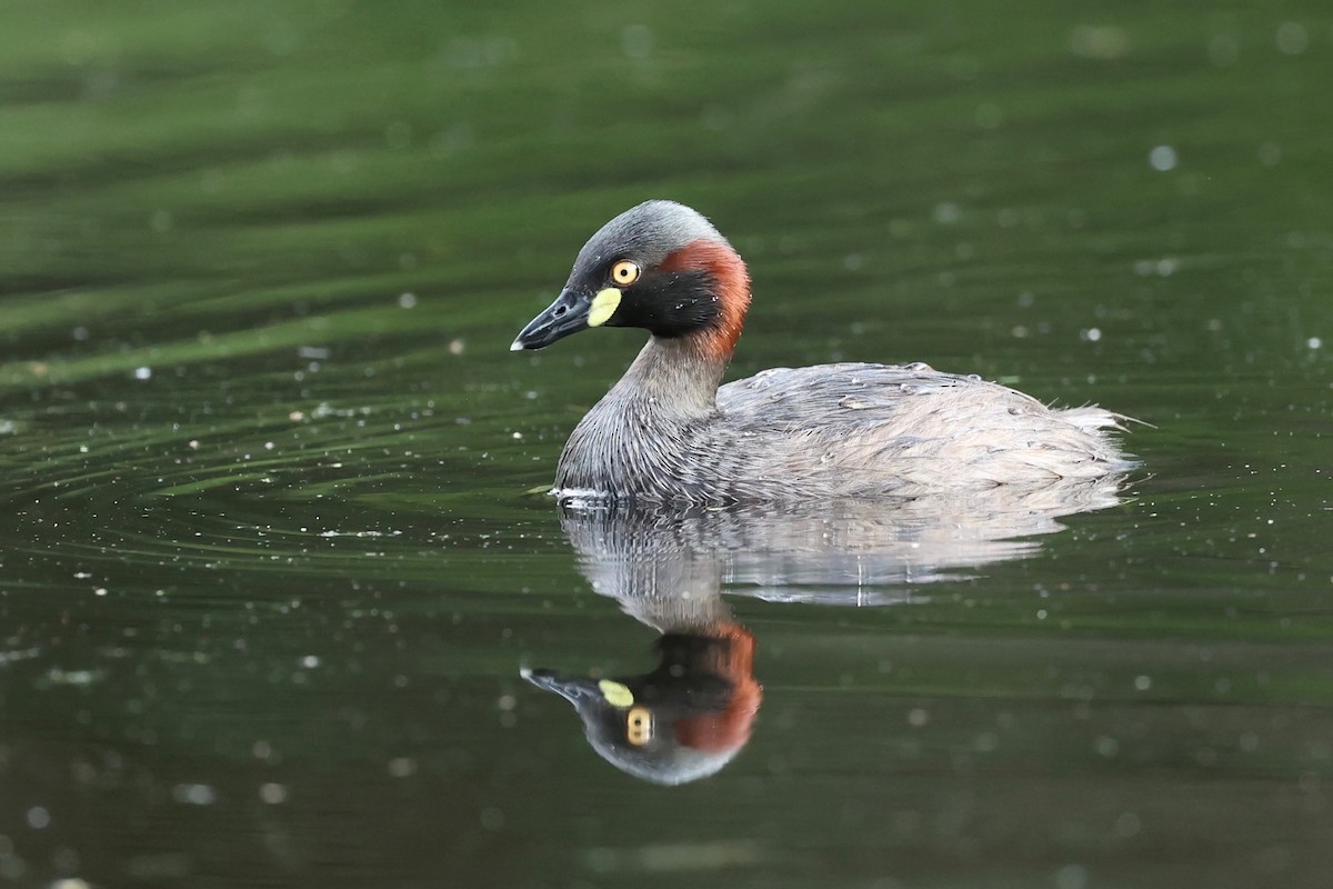 Australasian Grebe - ML630293953