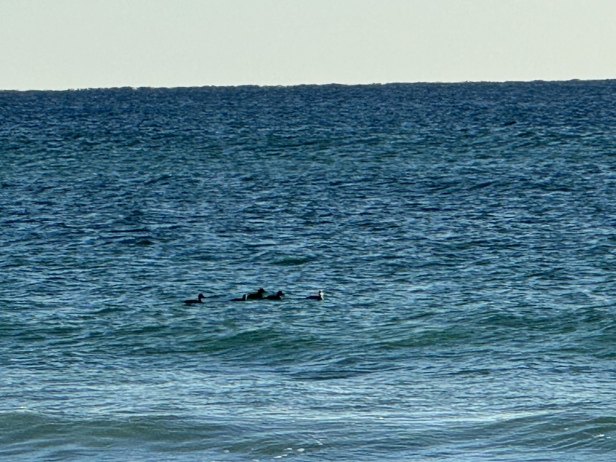 Pazifiktrauerente - ML630293954