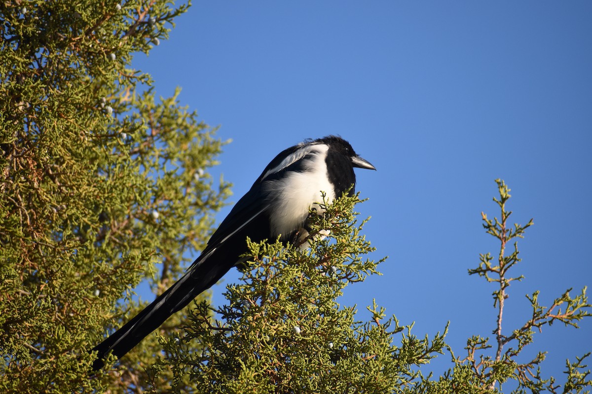 Hudsonelster - ML630294043