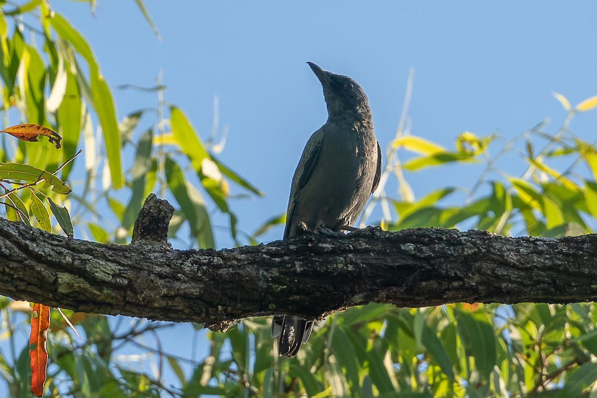 Sahul Cicadabird - ML630294126