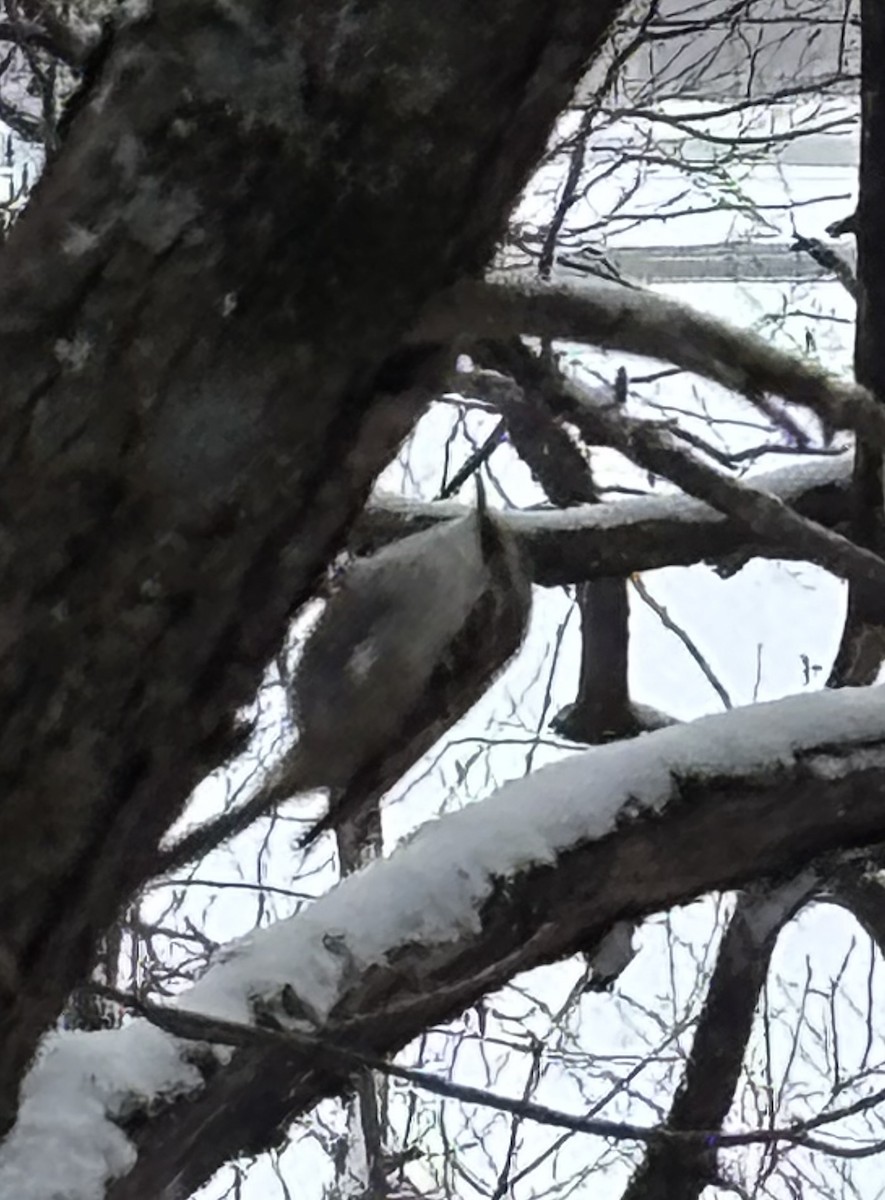 Brown Creeper - ML630294138