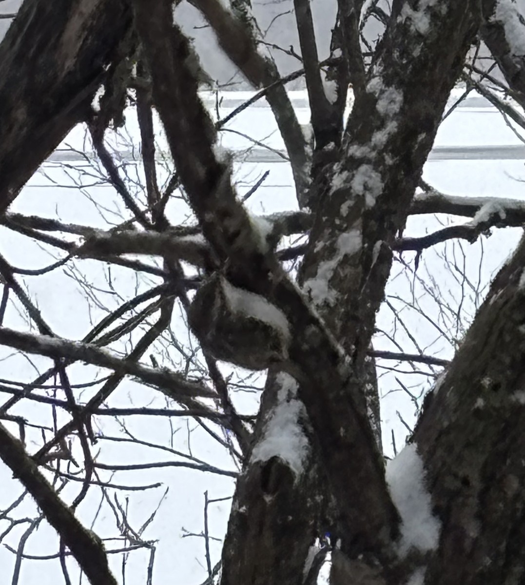 Brown Creeper - ML630294139