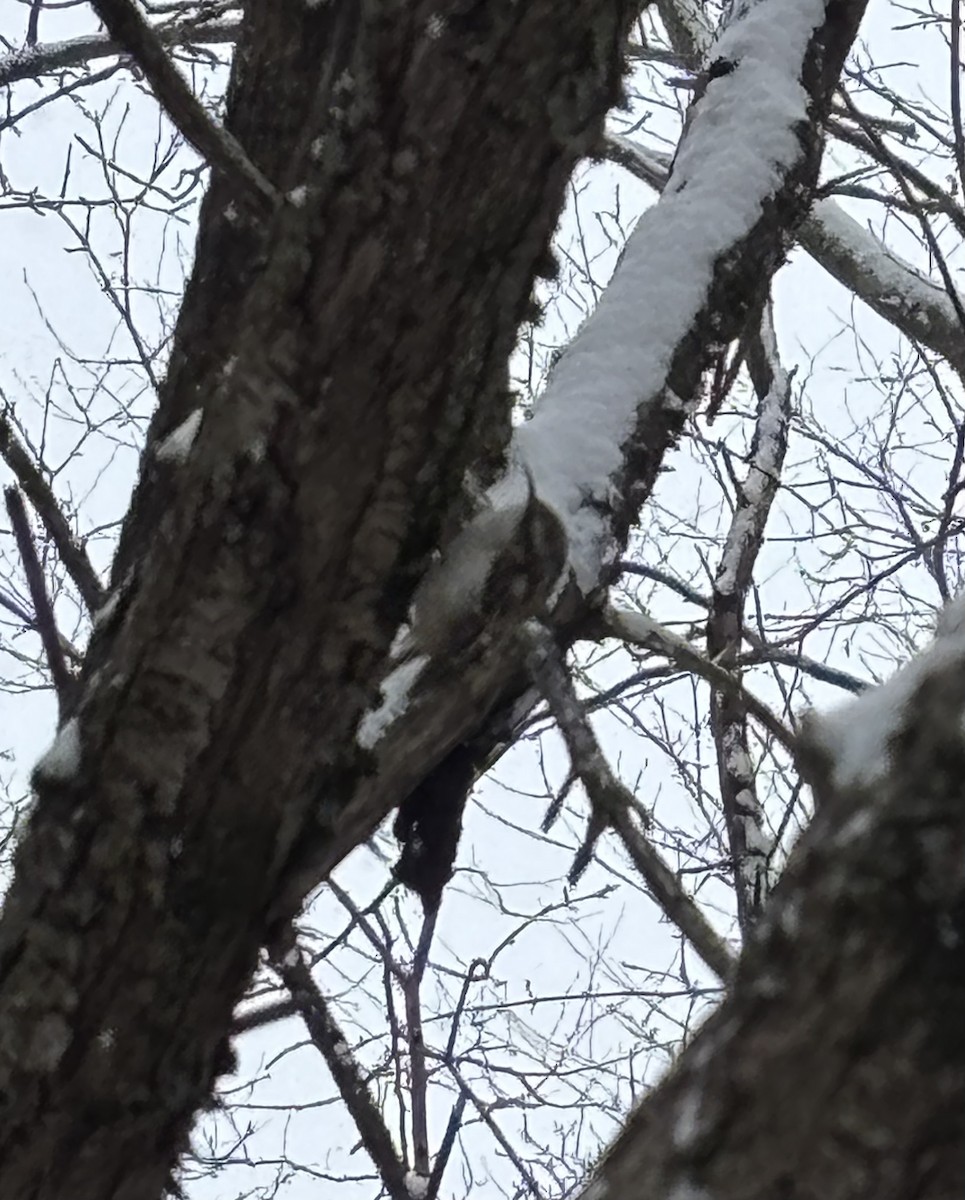Brown Creeper - ML630294140