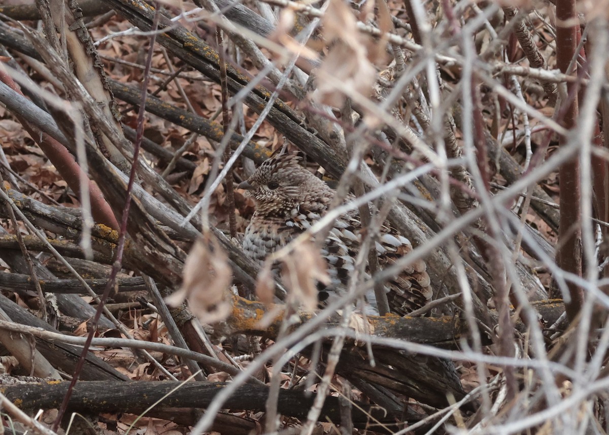 Ruffed Grouse - ML630294202