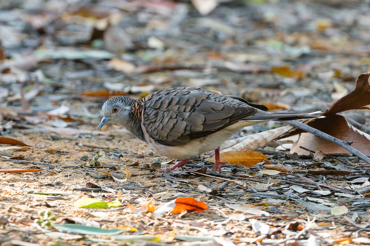Bar-shouldered Dove - ML630294432