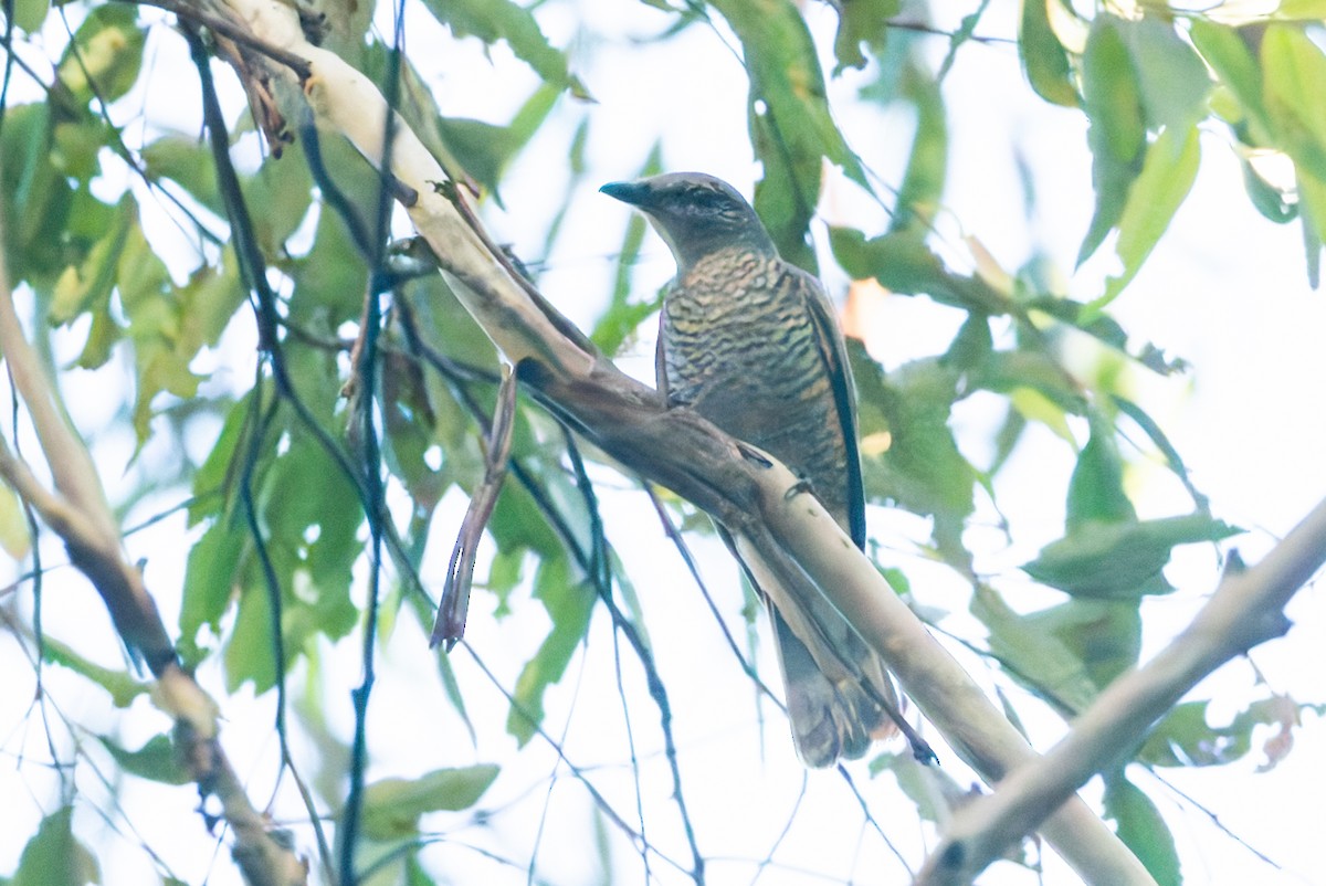 Sahul Cicadabird - ML630294678