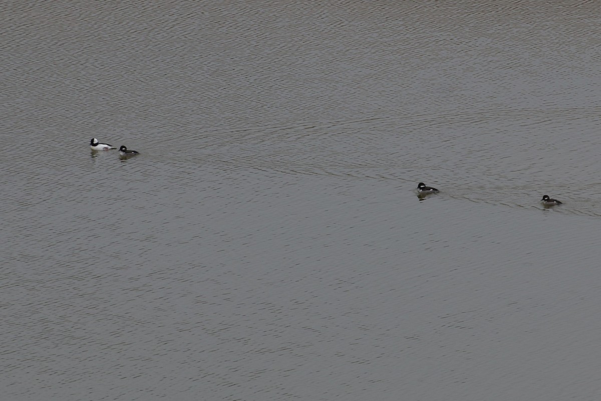 Bufflehead - ML630294731