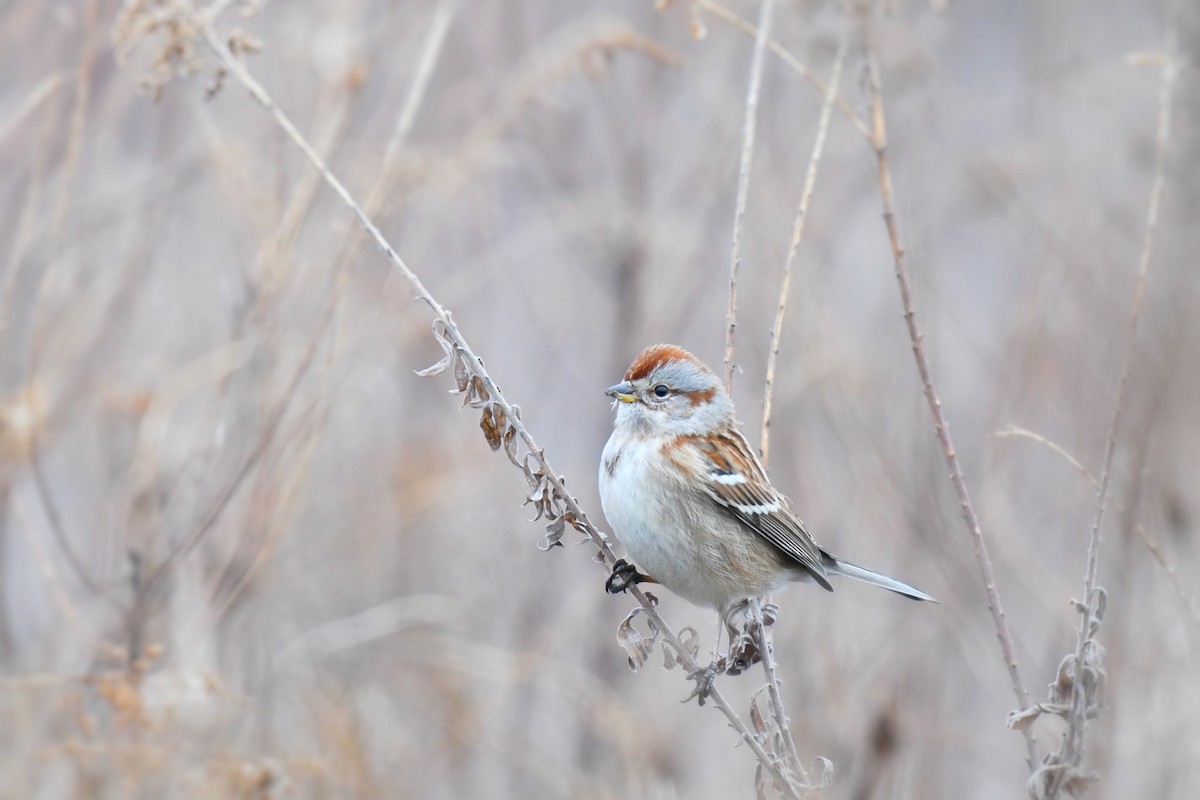 American Tree Sparrow - Samuel Keener