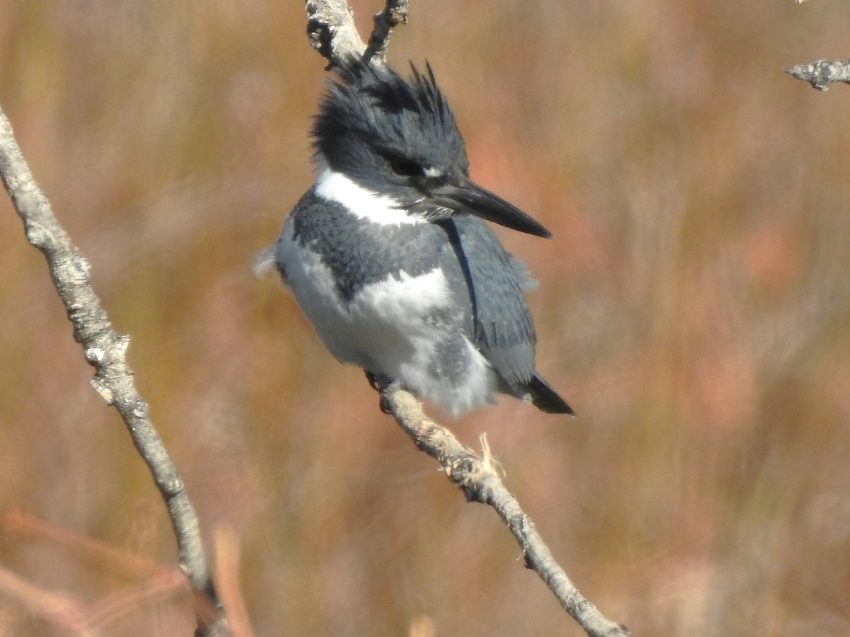 Belted Kingfisher - ML630294916