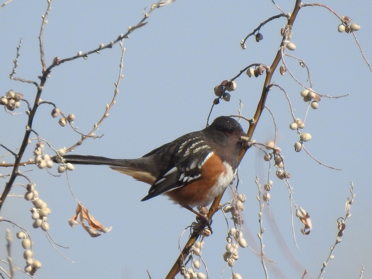 Spotted Towhee - ML630294958