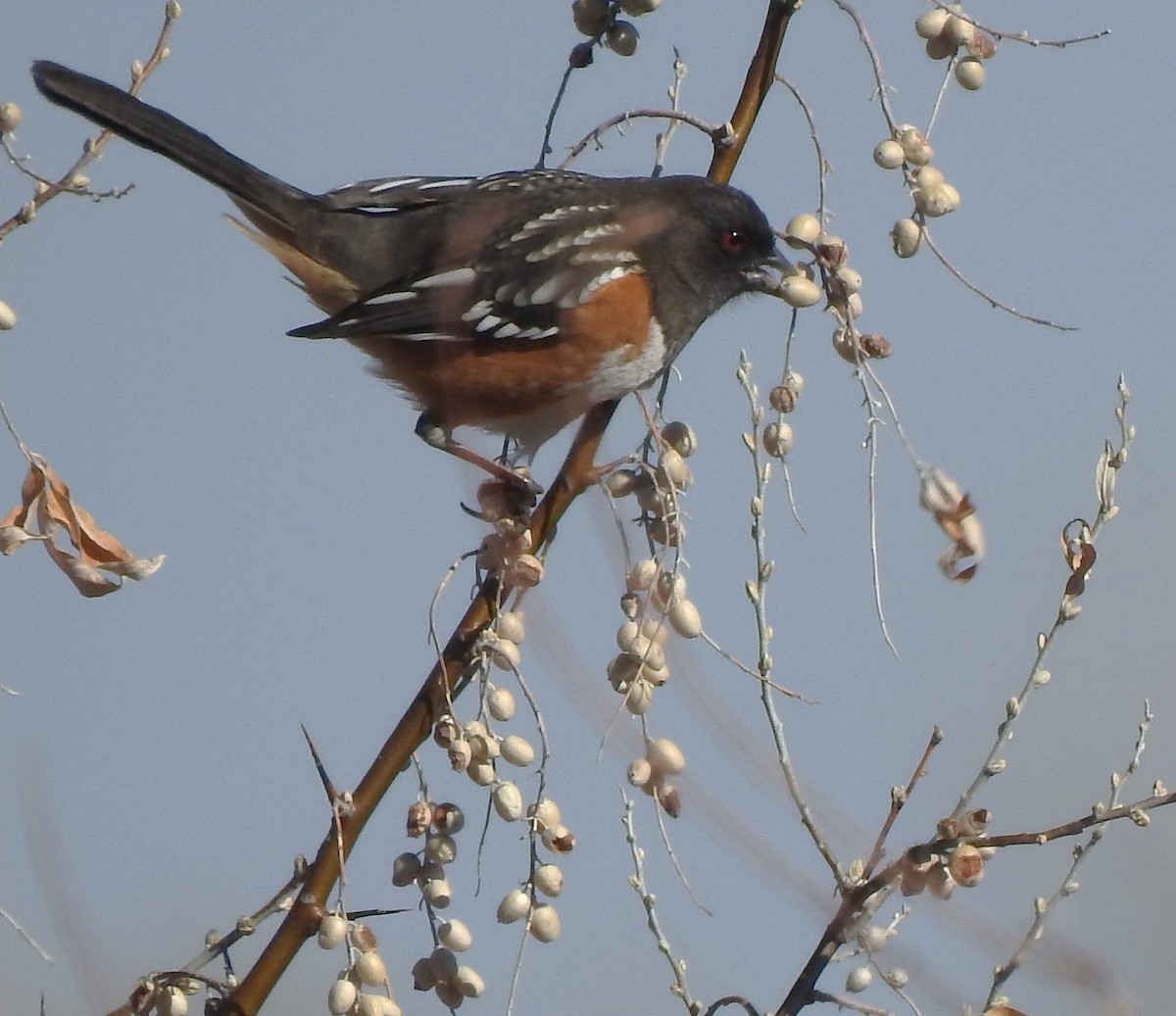 Spotted Towhee - ML630294966