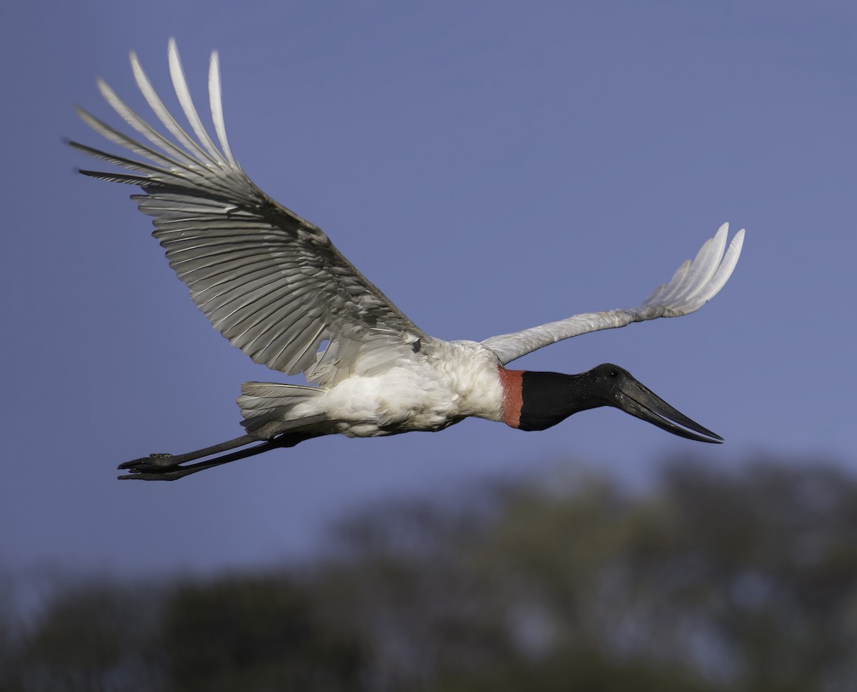 jabirustork - ML630295165