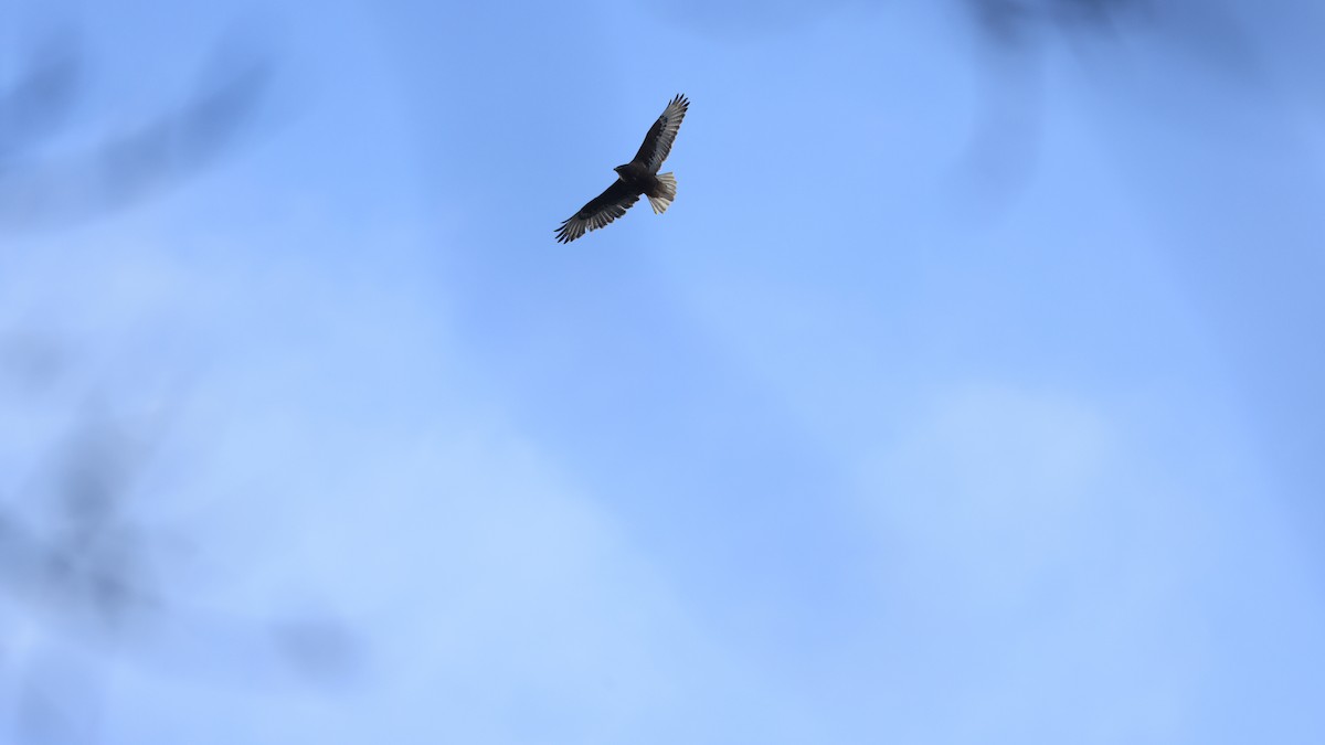 Ferruginous Hawk - ML630295278