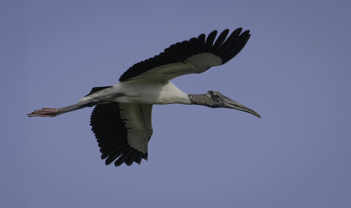 amerikastork - ML630295308