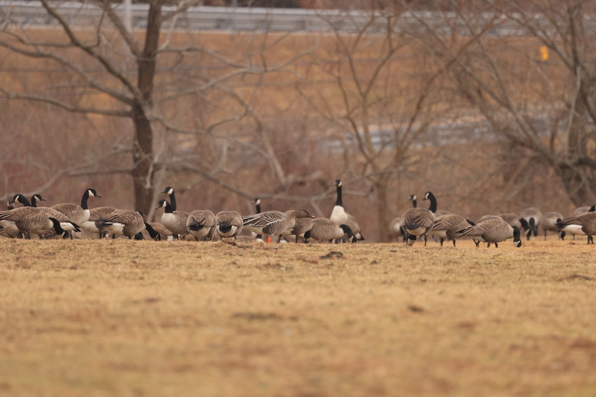 Tundra Bean-Goose - ML630295362