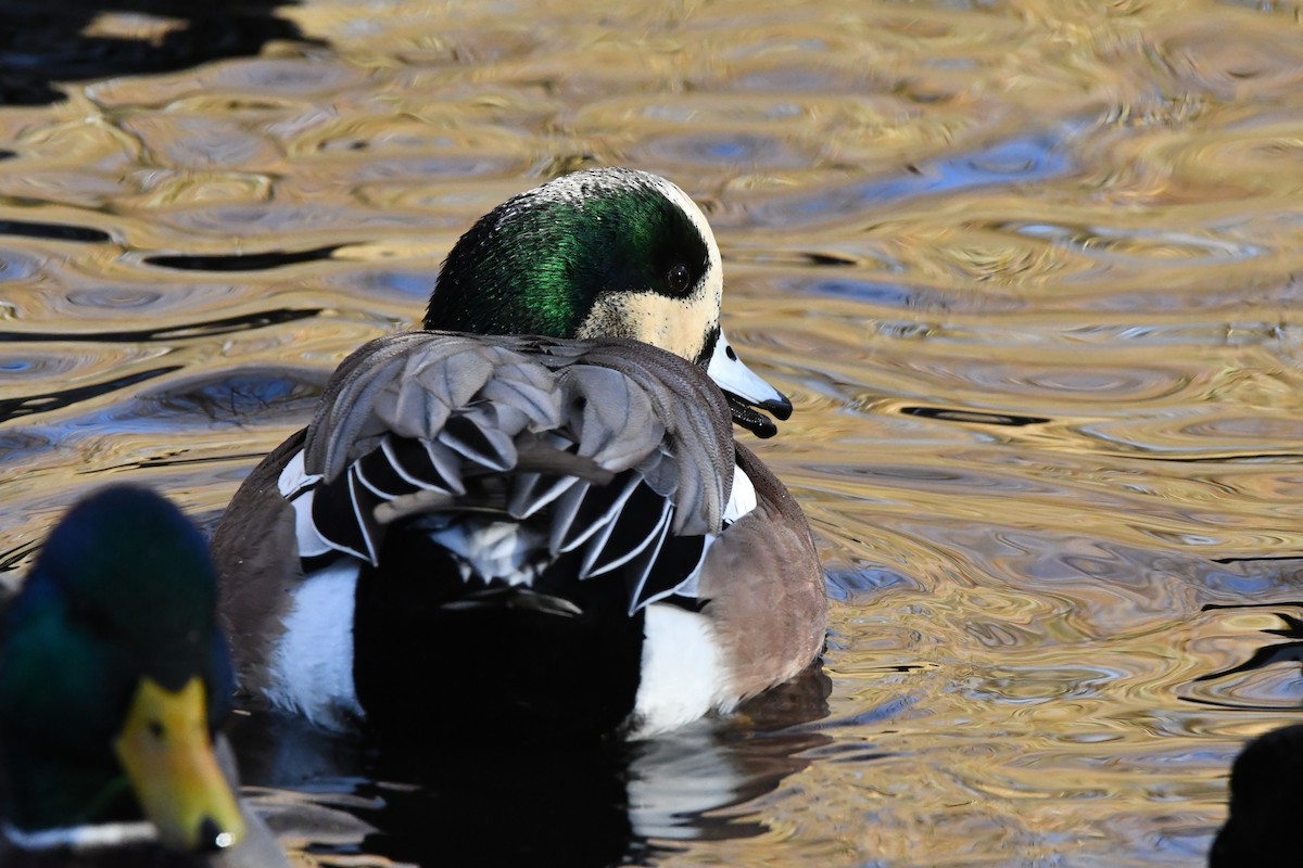 American Wigeon - ML630295780