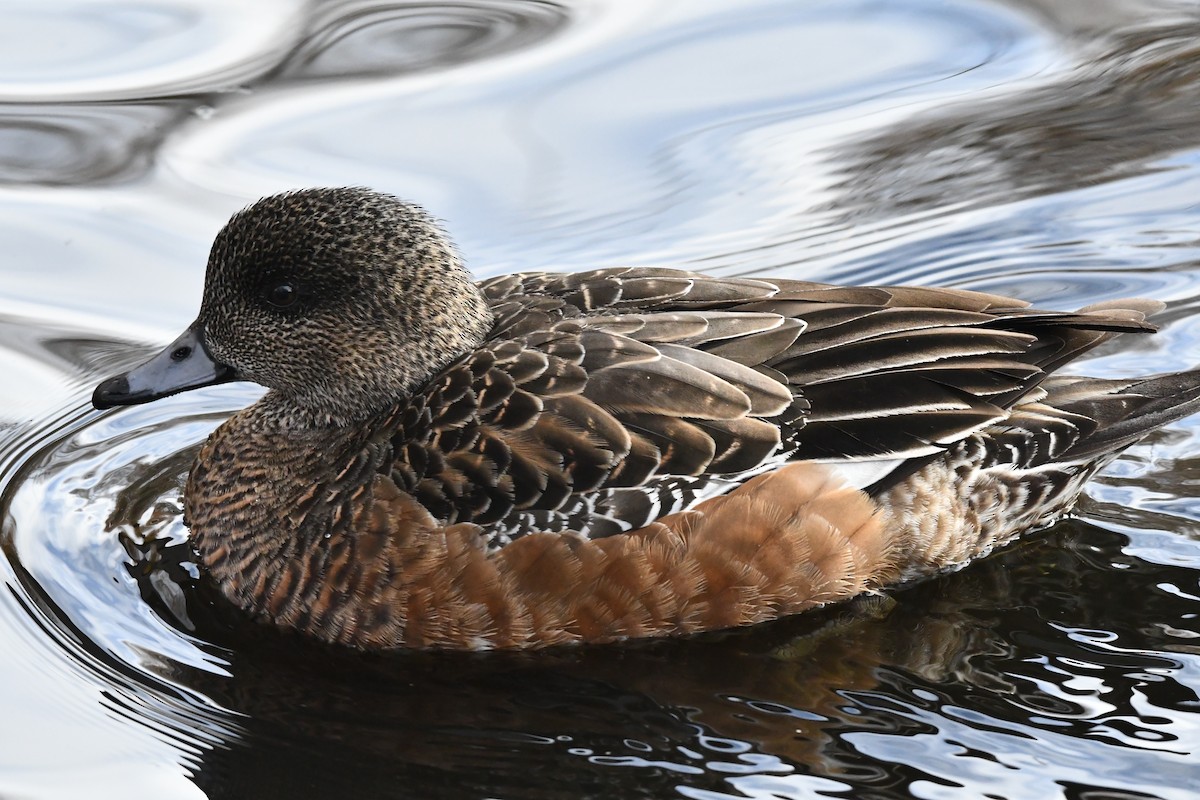 American Wigeon - ML630295781