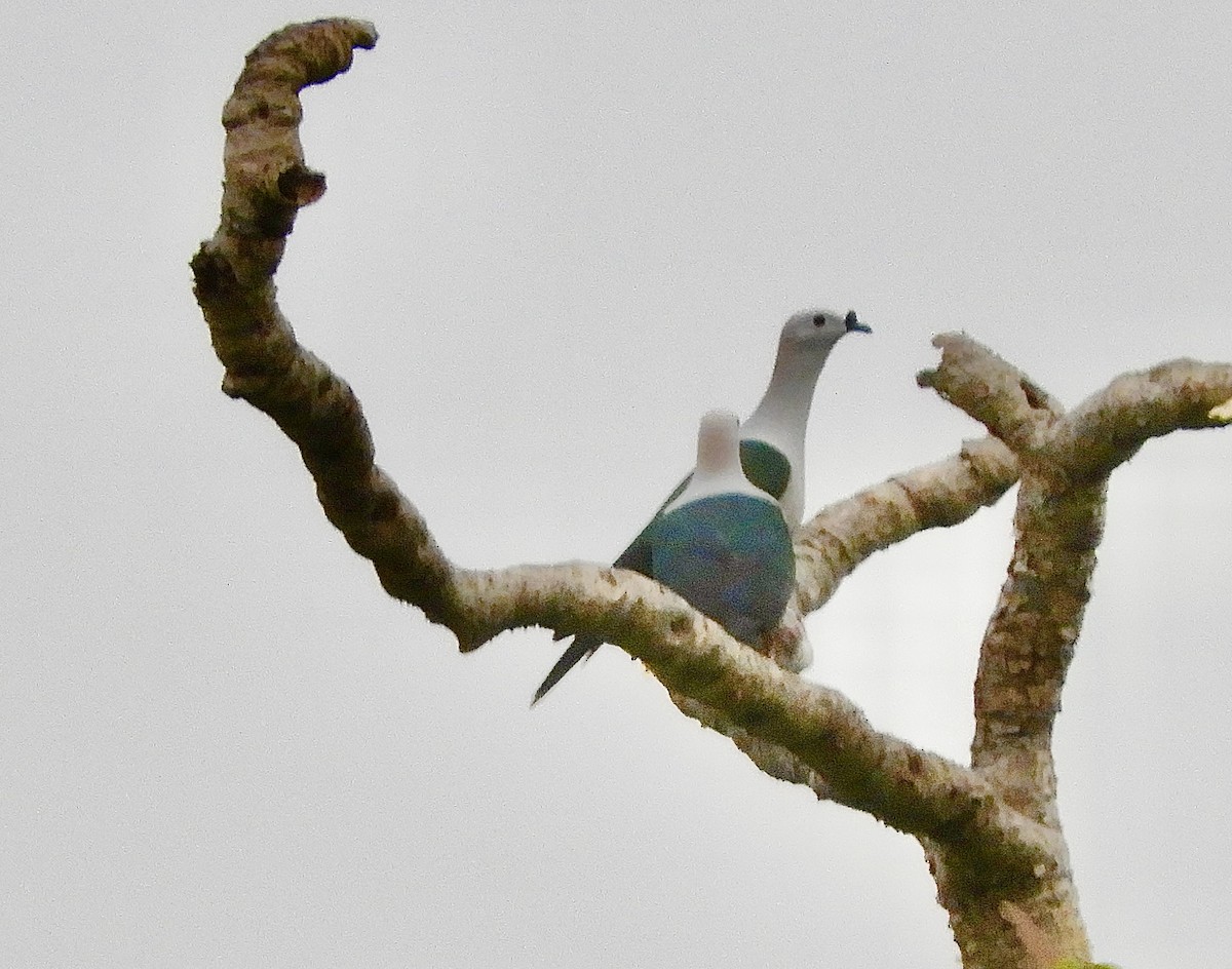 Spice Imperial-Pigeon - ML630295983