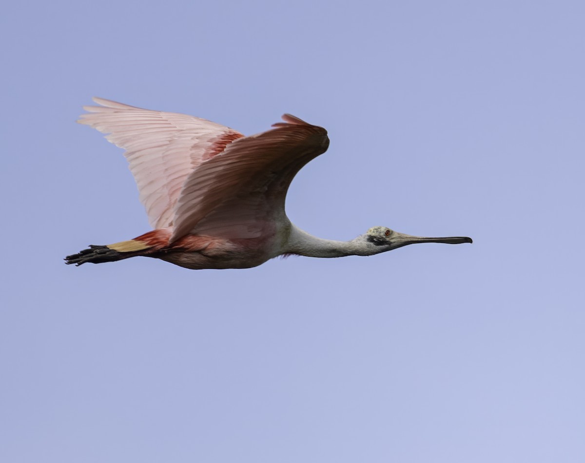 rosenskjestork - ML630296191