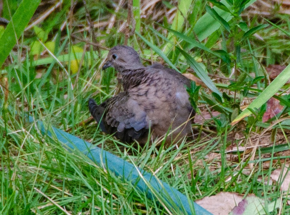 Mourning Dove - ML630296239