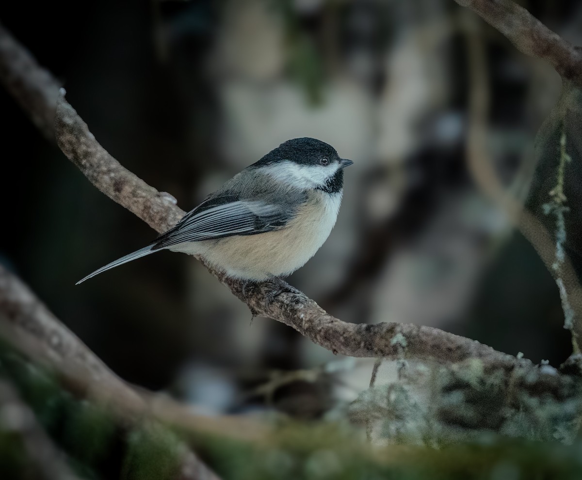 Black-capped Chickadee - ML630296383