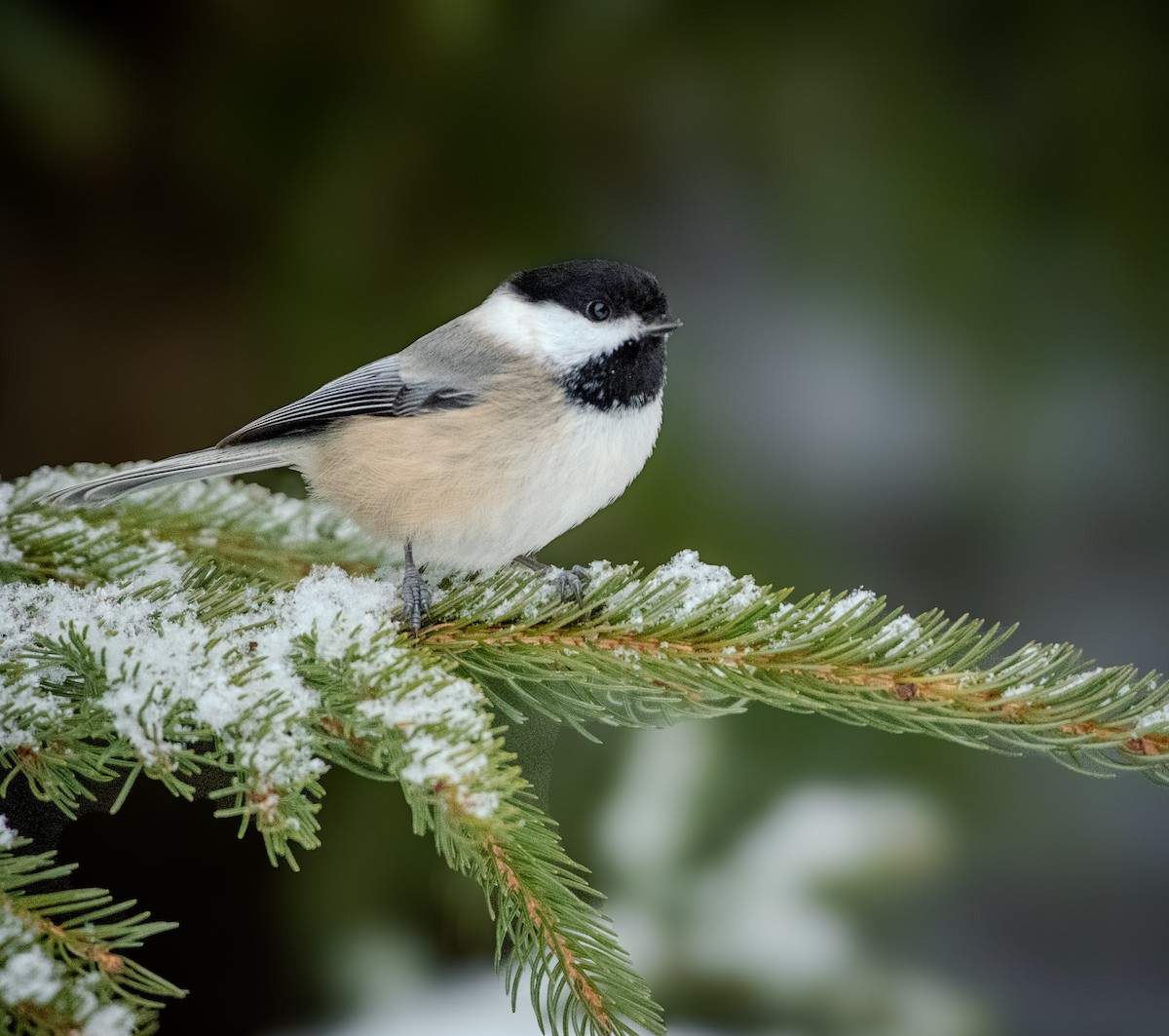 Black-capped Chickadee - ML630296384
